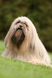 LHASSA APSO 177